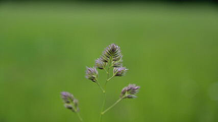 FLOWER,TREE,PLANTS,ANIMALS, LANDSCAPE