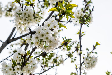 Cherry tree blossom, cherry blossom blooming in spring. Selective focus blossom. gorgeous white flowers on the tree