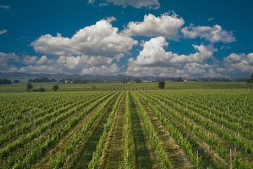Fototapeta na wymiar Green rows of vineyards against the blue sky and cumulus clouds. Plantation vineyard top view. Aerial panorama of Italian vineyards.
