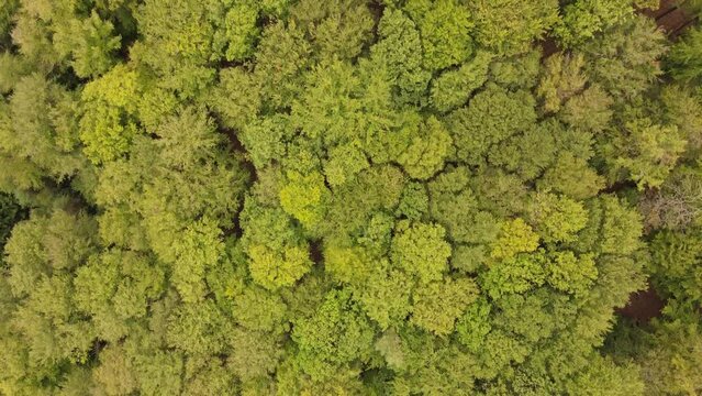 Aerial view of trees in a forest in Kaiserslautern Germany