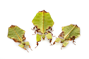  stick insect in studio