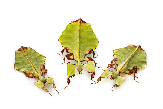  stick insect in studio