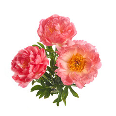 Beautiful pink peonies flowers isolated on white background