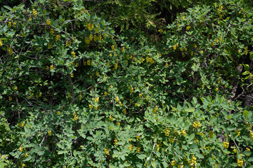 Close up view of wild yellow flowers in spring