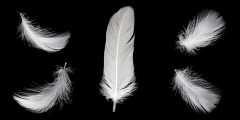 white feather of a goose on a black background