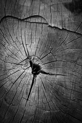 Detail of a stump section