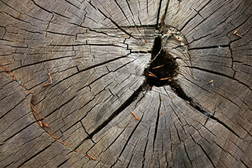 Detail of a stump section