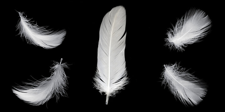 Fototapeta white feather of a goose on a black background