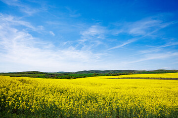 Obraz premium Meadows with a plant in a valley with fields against the background of the daytime sky in Bulgaria