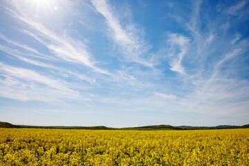 Obraz premium Meadows with a plant in a valley with fields against the background of the daytime sky in Bulgaria