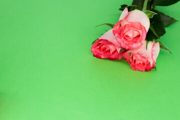 Natural pink roses on a green background