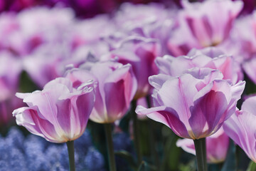Obraz premium Pink Tulips. Close up. Selective and soft focus. 