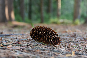 Close up of pine cone on the ground on a forest bed covered with needles with blurred background on an early summer day .