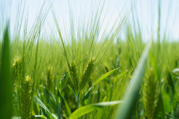 Wheat field, close up, selective focus. Agricultural scene in Russia. Cereal plantation.
