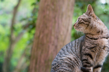Wild cat living in a Japanese forest
