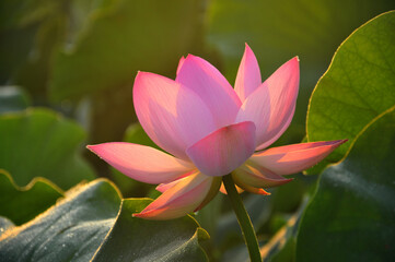 Pink lotus flower