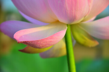 Fototapeta premium Pink lotus flower