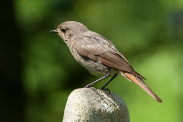  Female black redstart ( Phoenicurus ochruros), female standing on stone. Czechia. Europe