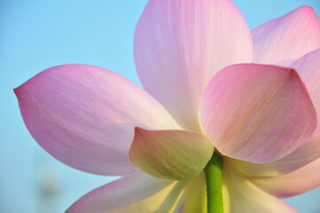 Pink lotus flower