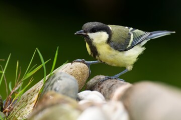 Obraz premium Great tit, female standing on stone. Czechia. Europe.