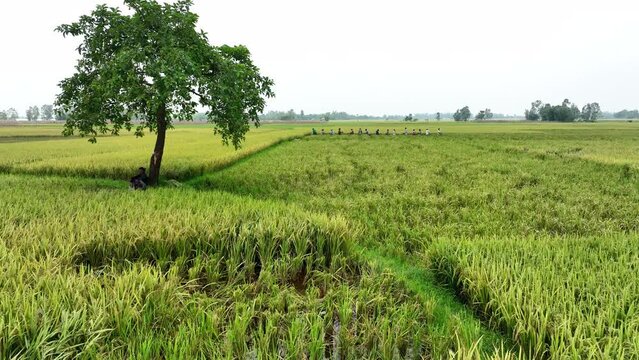 green field and tree - tree in rice feild in bangladesh
- bangladesh agriculture
