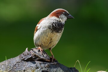 House sparrow, male on wood with knot. Czechia. Europe. 