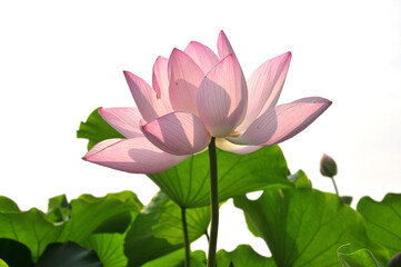 Pink lotus lowers