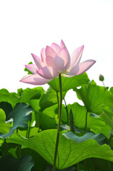 Pink lotus lowers