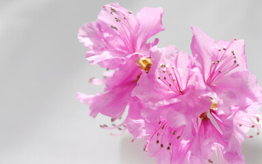 Obraz na płótnie Canvas pink azalea on white background