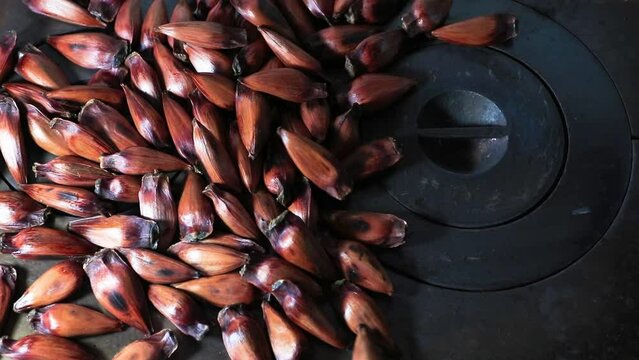 Tradition of roasting pine nuts on the hot plate of the wood stove in southern Brazil.