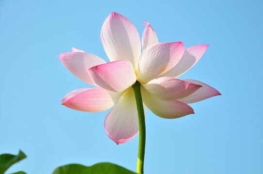 Pink lotus lowers