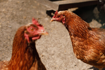 Chickens and bird flu, epidemic