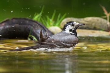 White Wagtail bathes in the water of a bird watering hole. He sprays water. Czechia. Europe.