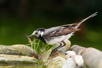 White Wagtail drinks water from a bird watering hole. Czechia. Europe