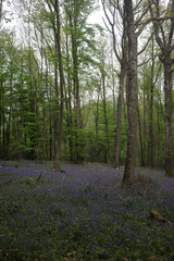 Fototapeta premium Bluebell woods - Carpet of Hyacinthoides non-scripta in spring