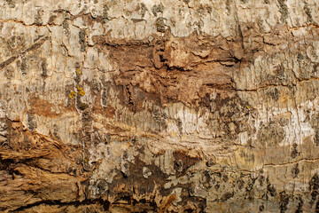 brown texture of the bark of an old tree close-up