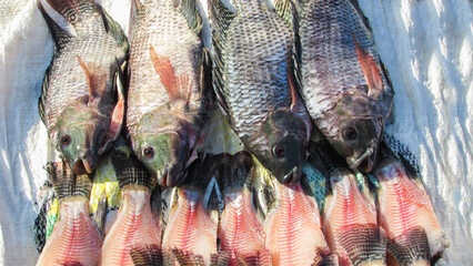 tilapia being treated for feed, we see fresh fish without scales