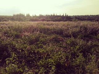 field of lavender sunset flowers