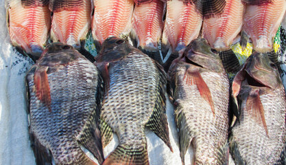 tilapia being treated for feed, we see fresh fish without scales