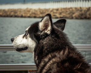 husky dog water