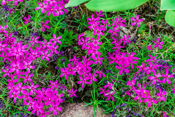 purple small flowers growing on the ground in a group among grass in the spring sun