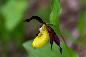 Sabot de Venus (Cypripedium Calceolus), European orchid in the Vercors (France)