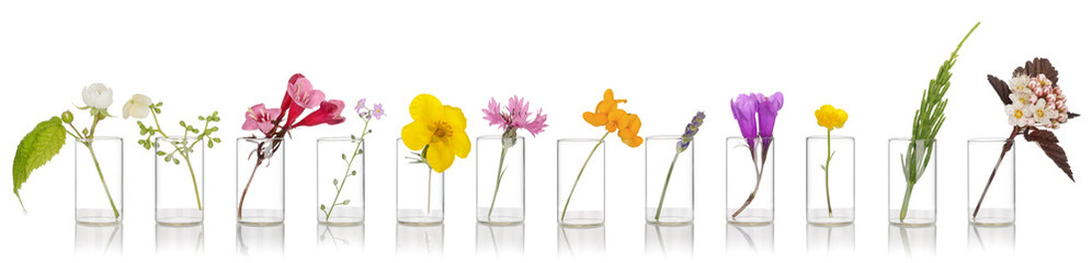Essential oils of herbs on white background. Flowers of herbs in a glass dish arranged in a row. Bach therapy, flower phytotherapy.