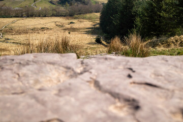 Sandstone slabs cut a pathway through the Welsh countryside. A variety of native plants can also be seen in the frame.