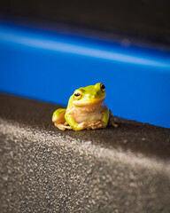frog on truck