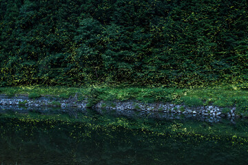 ホタルの乱舞。
