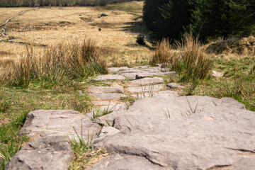 Sandstone slabs cut a pathway through the Welsh countryside. A variety of native plants can also be seen in the frame.