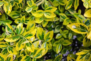 Shrub with green-yellow leaves in raindrops, outdoors. Background. 