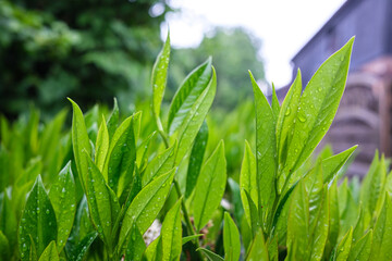 Shrub with green leaves in raindrops, against a blurred background of a house and a tree, in the yard. 