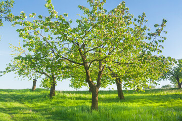 Fototapeta na wymiar Orchard on a Hill Sunlit in Springtime